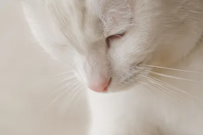 Bowed White Cat in Gentle Window Light