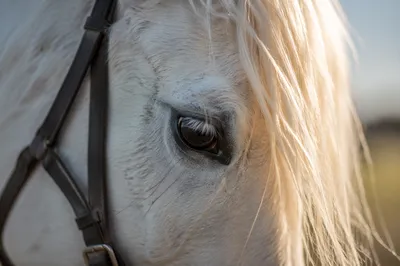 Humble White Horse in Gentle Morning Light