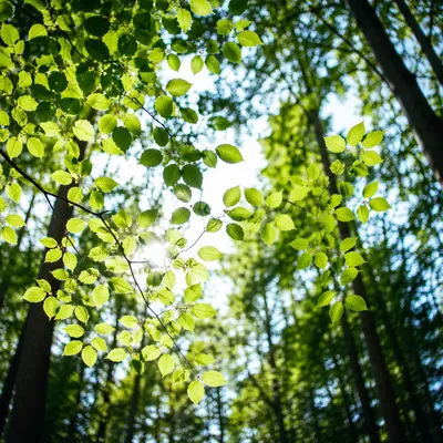 Joyful Sunlight Through Spring Woodland Leaves
