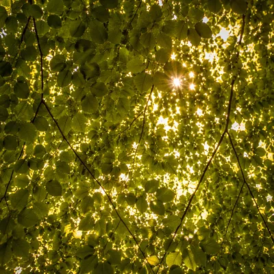 Joyful Sunlight Dancing Through Summer Leaves