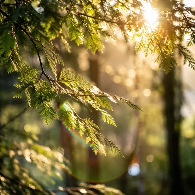 Joyful Morning Sunlight Through Evergreen Leaves
