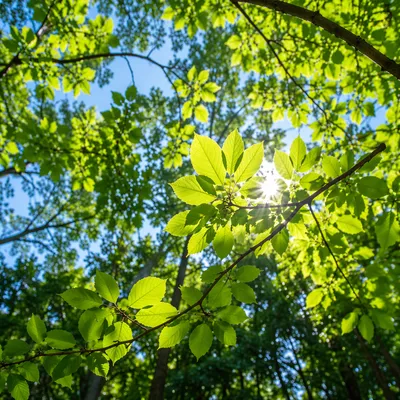 Joyful Sunlight Through Spring Leaves