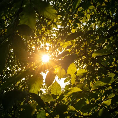 Joyful Sunlight Through Green Canopy