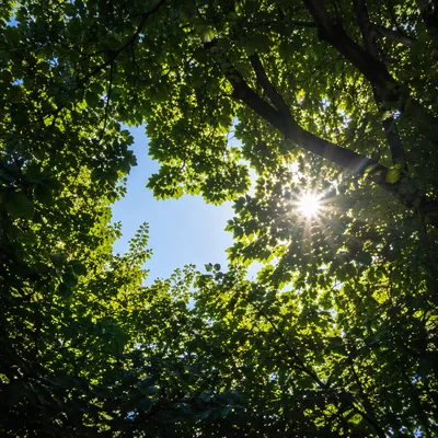 Joyful Sunlight Through Summer Tree Canopy
