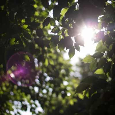 Joyful Sunlight Through Forest Leaves