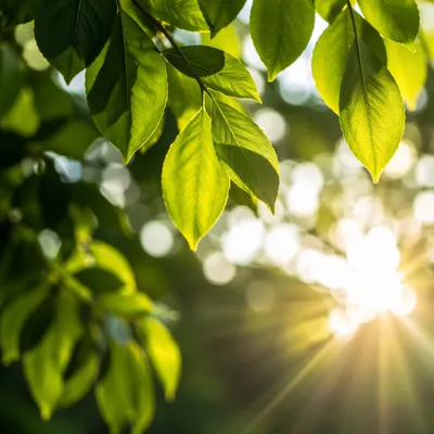 Joyful Morning Sunlight Through Garden Leaves