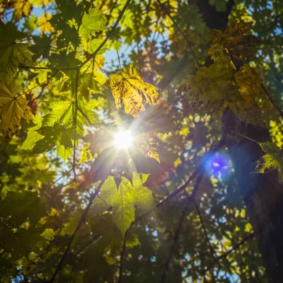 Joyful Sunlight Through Woodland Leaves