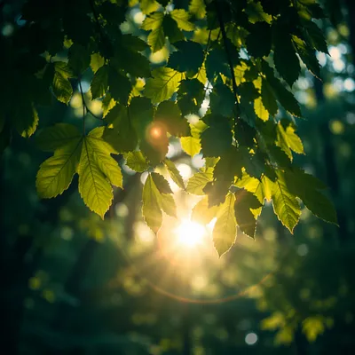 Joyful Sunlight Through Emerald Leaves