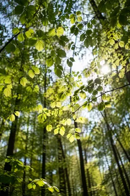 Joyful Sunlight Through Spring Woodland Leaves
