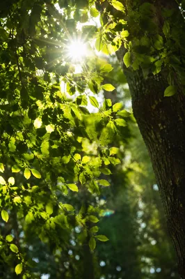 Joyful Sunlight Through Summer Leaves