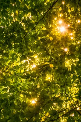 Joyful Sunlight Dancing Through Summer Leaves