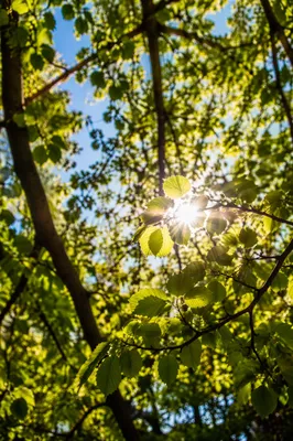 Joyful Sunlight Through Spring Leaves