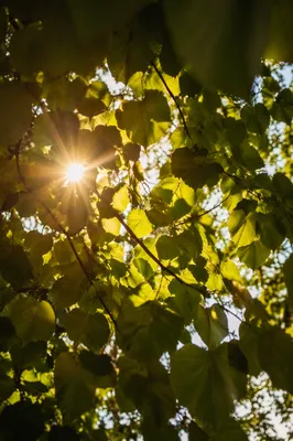 Joyful Sunlight Dancing Through Forest Leaves