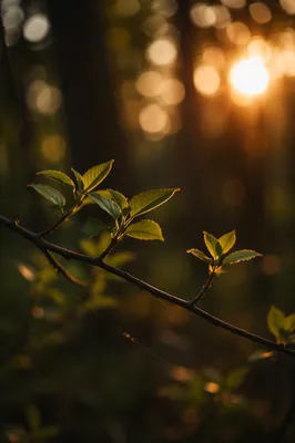 Joyful Sunlight Through Woodland Leaves