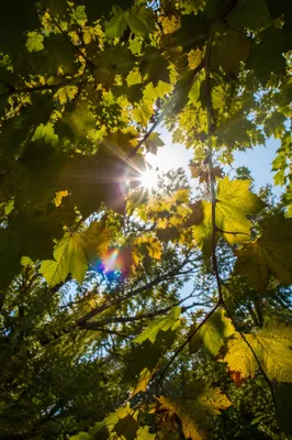 Joyful Sunlight Through Woodland Leaves
