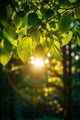 Joyful Sunlight Through Emerald Leaves