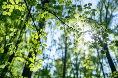 Joyful Sunlight Through Spring Woodland Leaves