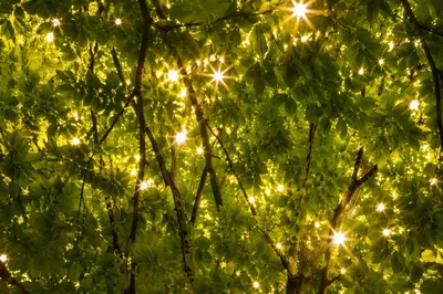 Joyful Sunlight Dancing Through Summer Leaves