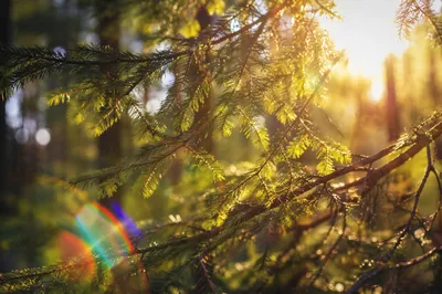 Joyful Sunlight Through Evergreen Leaves