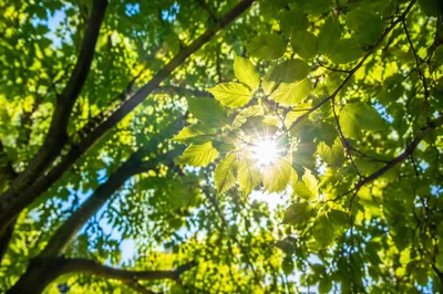 Joyful Sunlight Through Spring Leaves