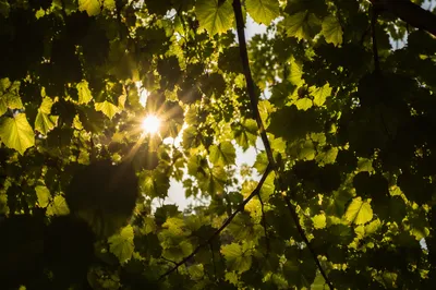 Joyful Sunlight Through Green Forest Leaves