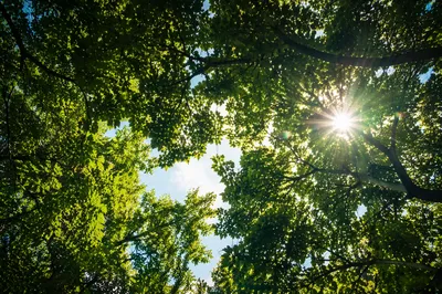 Joyful Sunlight Through Summer Leaves