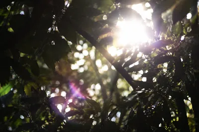 Joyful Sunlight Through Forest Leaves