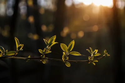 Golden Sunlit Leaves in Joyful Woodland