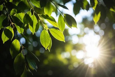 Joyful Morning Sunlight Through Green Leaves