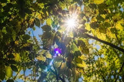 Joyful Sunlight Through Woodland Leaves