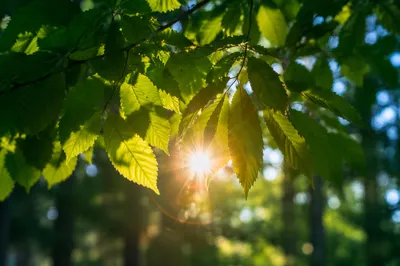 Joyful Morning Sunlight Through Emerald Leaves