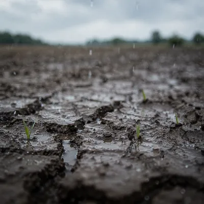 Gentle Rain on Cracked Dry Soil