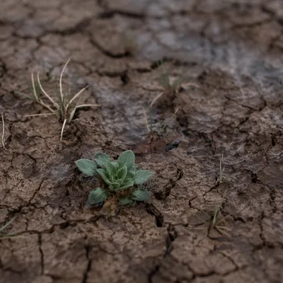 Gentle Mercy Rain on Cracked Soil