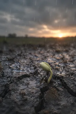 Gentle Rain of Mercy on Cracked Soil