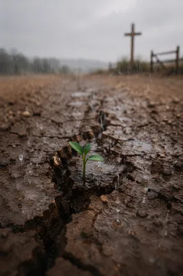 Gentle Rain Mercy on Cracked Soil