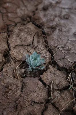 Gentle Rain of Mercy on Cracked Soil