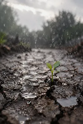 Gentle Rain Bringing Mercy to Dry Soil