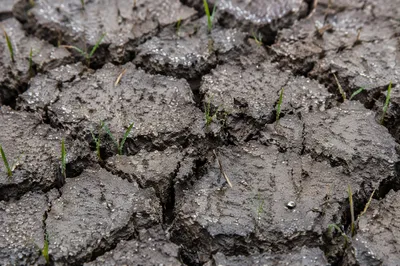 Gentle Mercy Rain on Cracked Soil