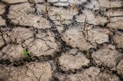 Gentle Rain Bringing Mercy to Cracked Earth