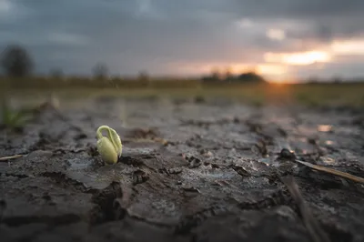 Gentle Rain Restores Cracked Soil Seedling
