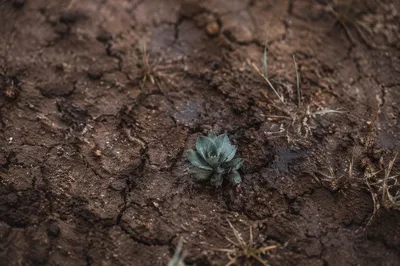 Gentle Rain Restoring Cracked Soil Sprout