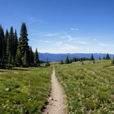 Obedient Footsteps on Meadow Path