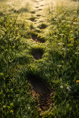 Obedient Footsteps Through Morning Meadow
