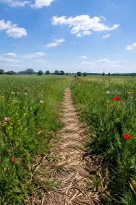 Obedient Footsteps Through a Wildflower Meadow