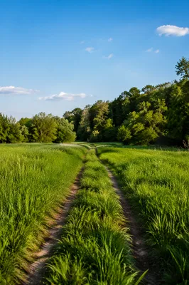 Obedient Footsteps Through a Quiet Meadow