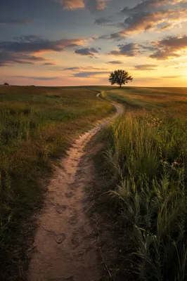 Obedient Footsteps Through Sunset Meadow Path