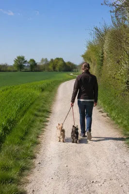 Obedient Footsteps on a Meadow Path