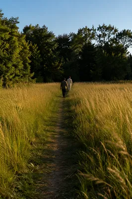 Obedient Footsteps Through a Golden Meadow