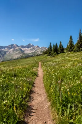 Obedient Footsteps Through Alpine Meadow