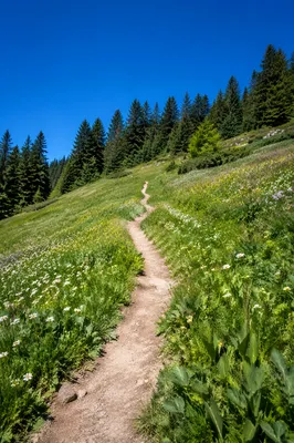 Obedient Footsteps Through Alpine Meadow Path